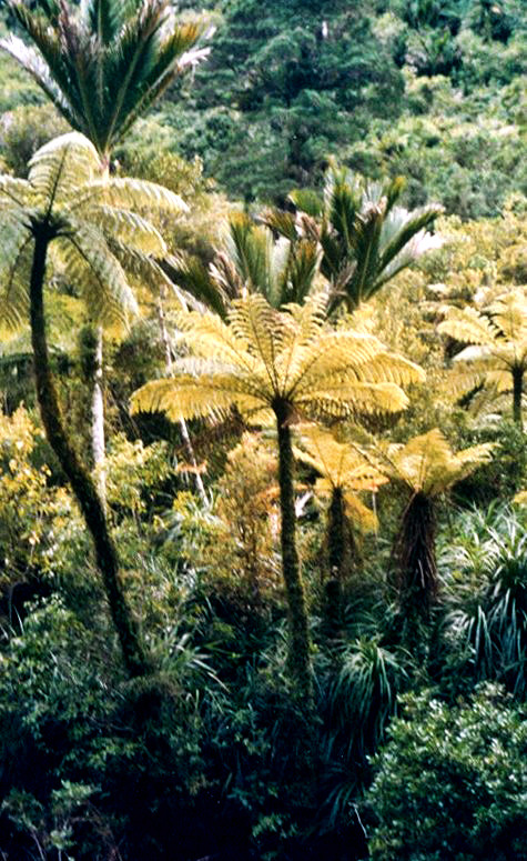 Tall Tree Ferns & Nikaus.jpg