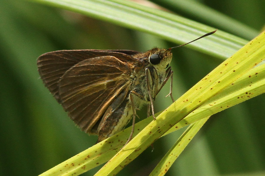 Dukes. St Landry Parish. 22 June 2014.a.jpeg.jpeg