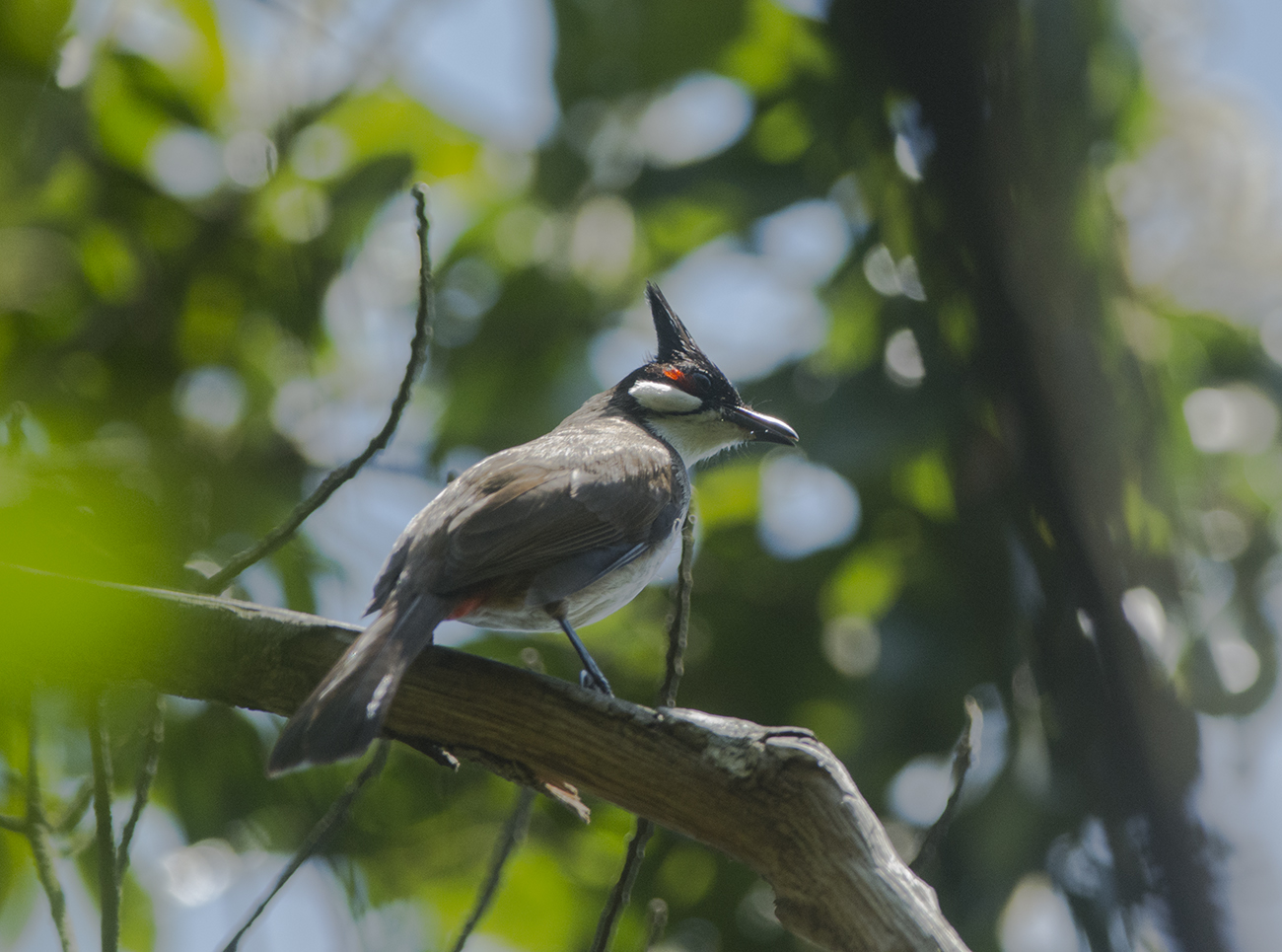 Red-whiskered Bulbul. Pycnonotus jocosus. Rdrad bulbyl