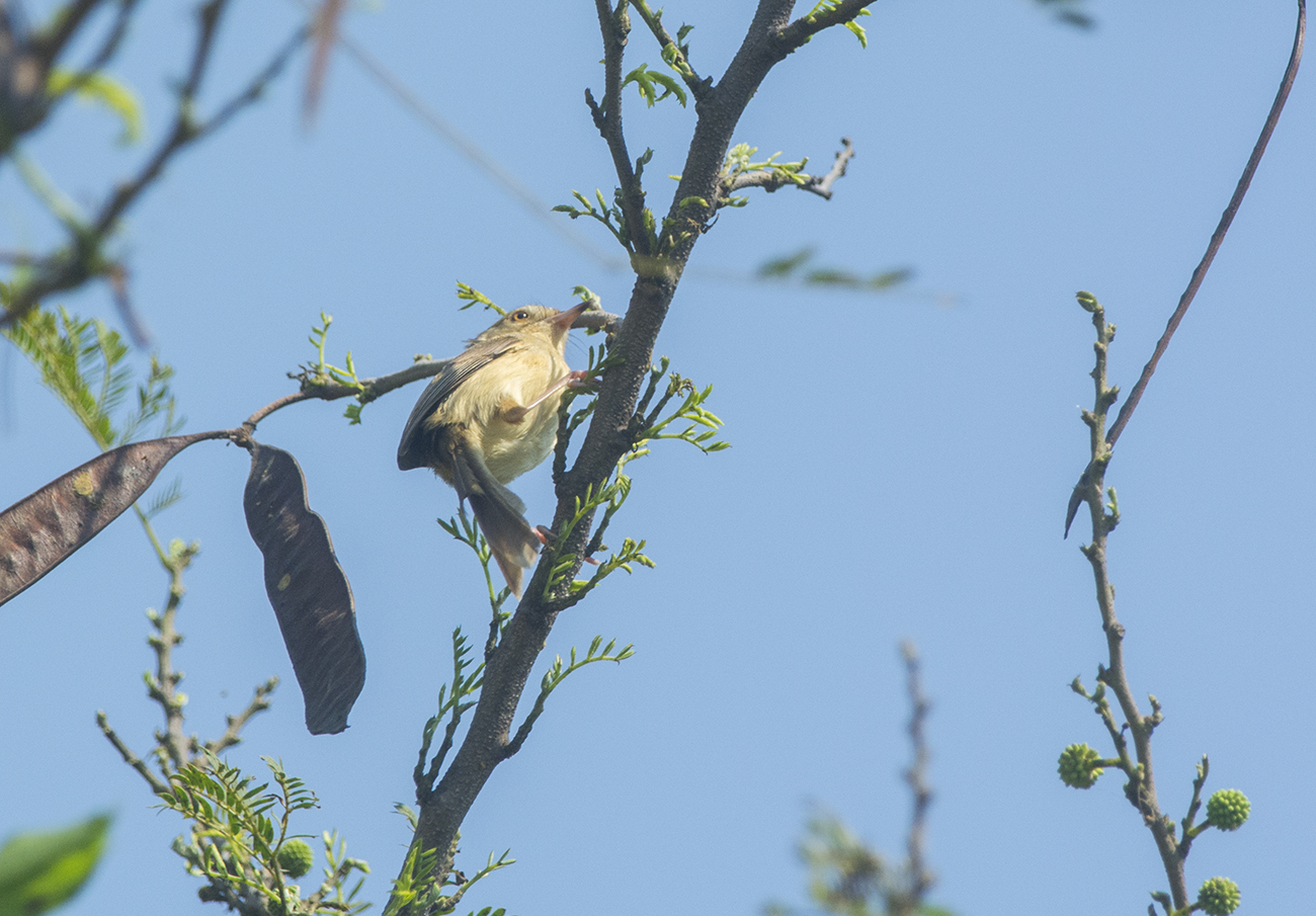 Plain Prinia. Prinia inornata. Orientprinia 