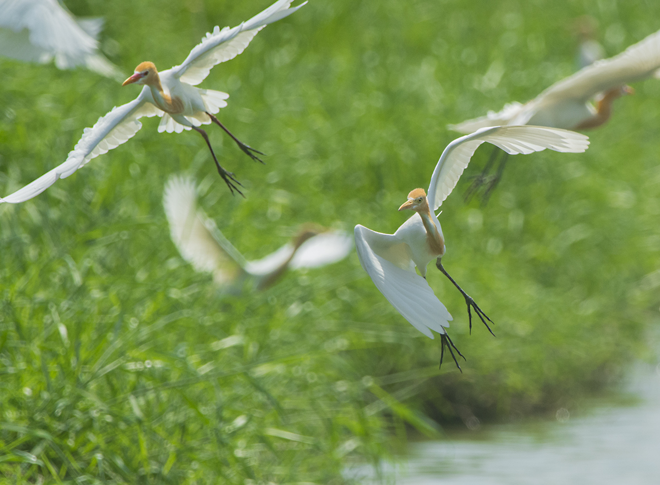 Eastern Cattle Egret. Bubulcus coromandus. Orientkohger 