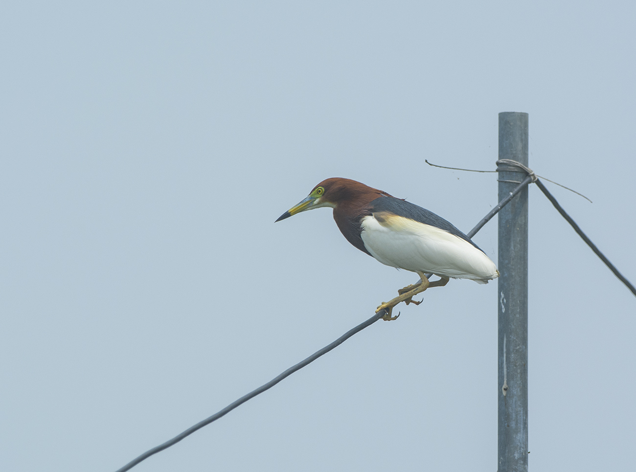 Chinese Pond Heron. Ardeola bacchus. Bacchushger