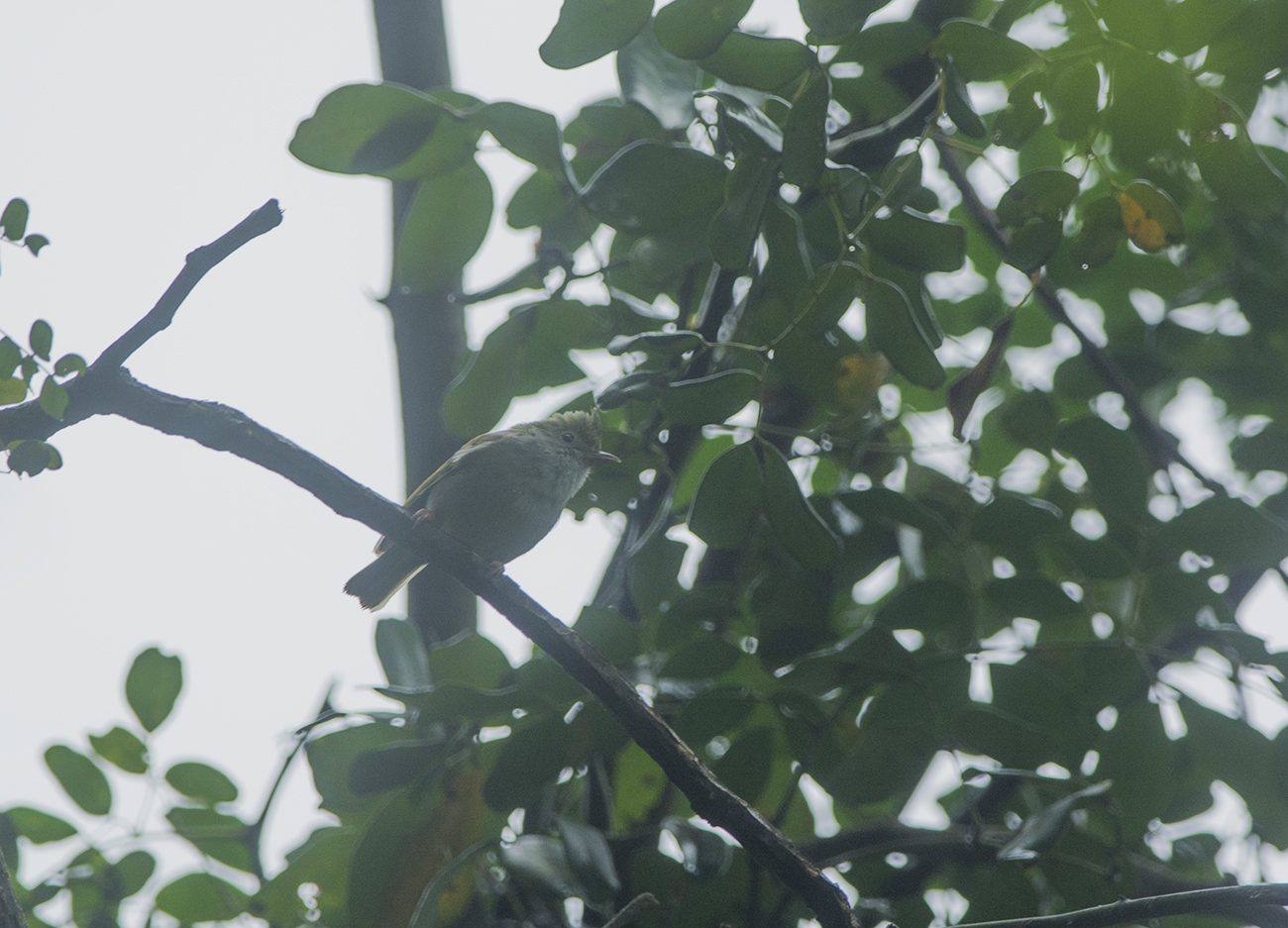 White-bellied Erpornis. Erpornis zantholeuca. Yuhinavireo