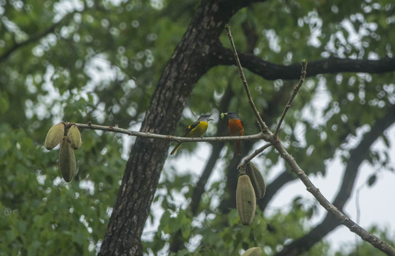 Grey-chinned Minivet. Pericrocotus solaris. Grstrupig minivett. Tai Po Kau 