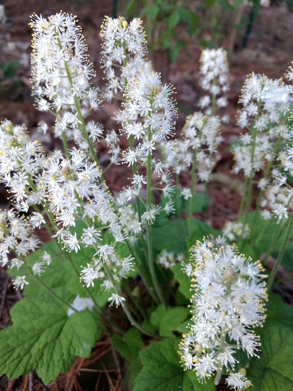 Foamflower