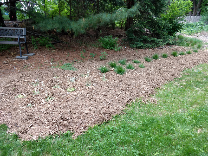 Prairie dropseed and pussytoes