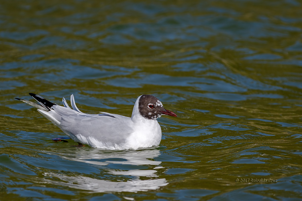 Guincho  ---  Black-headed Gull  ---  (Larus ridibundus)