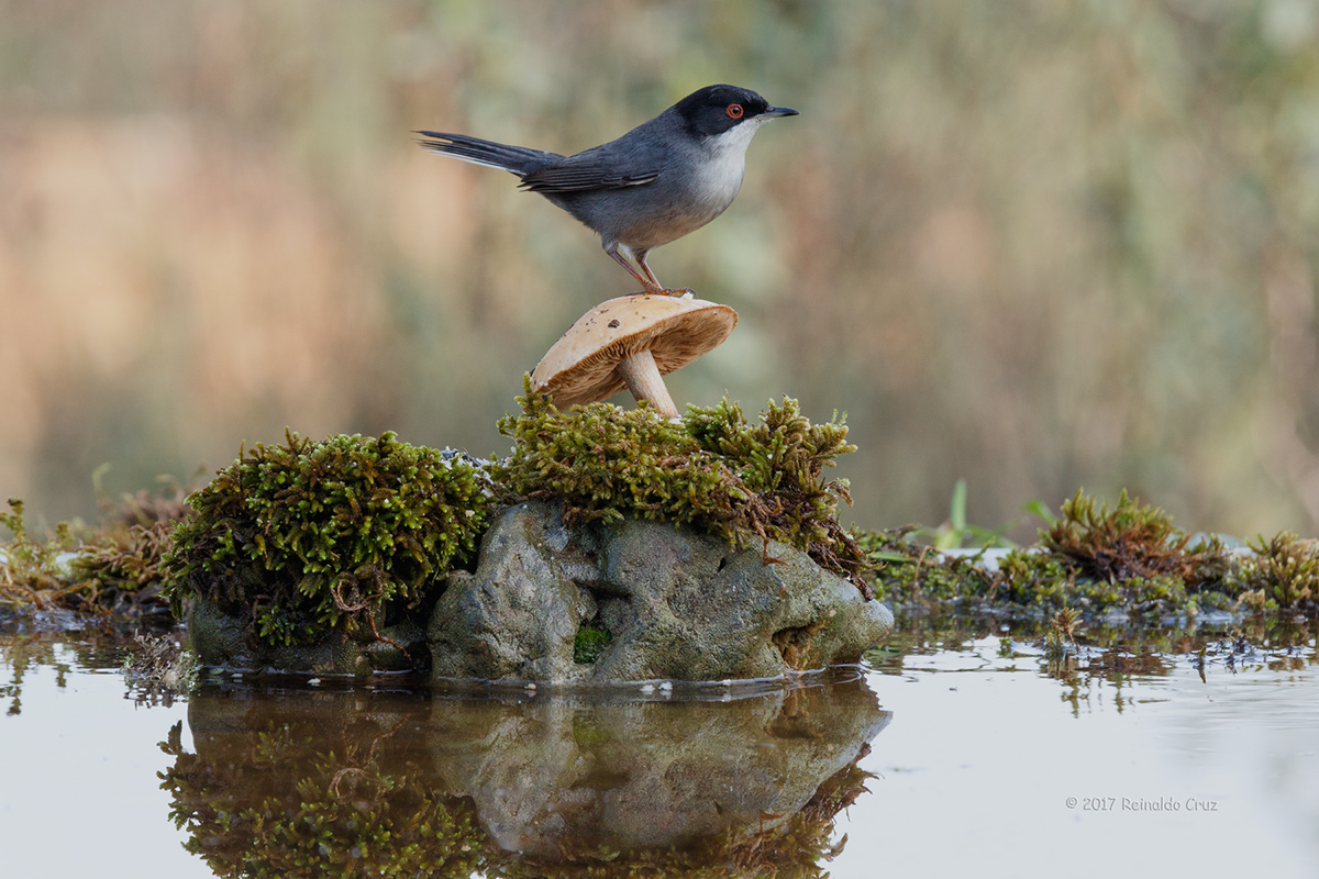 Toutinegra-de-cabea-preta  ---  Sardinian Warbler  ---  (Sylvia melanocephala)