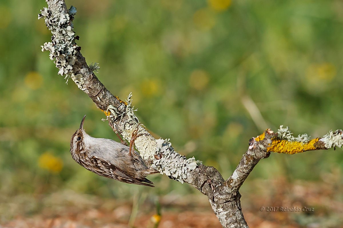 Trepadeira-comum  ---  Short-toed Treecreeper  ---  (Certhia brachydactyla)