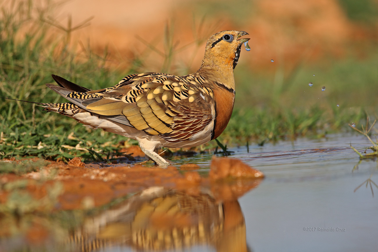 Cortiol-de-barriga-branca   ---  Pin-tailed Sandgrouse   ---   (Pterocles alchata)