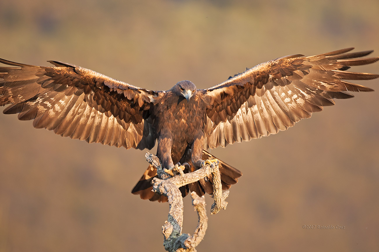 guia-real  ---  Golden Eagle  ---  (Aquila chrysaetos)