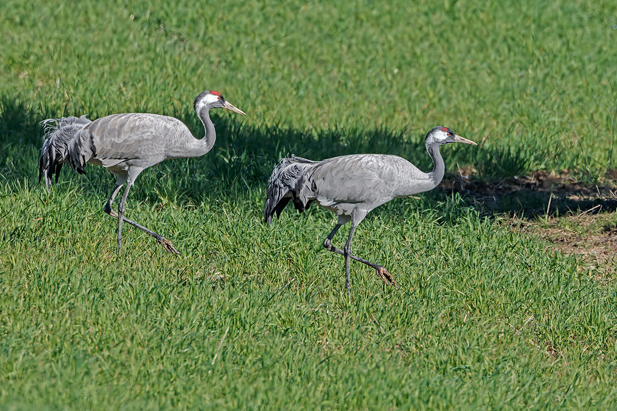 Grou  ---  Crane  ---  (Grus grus)