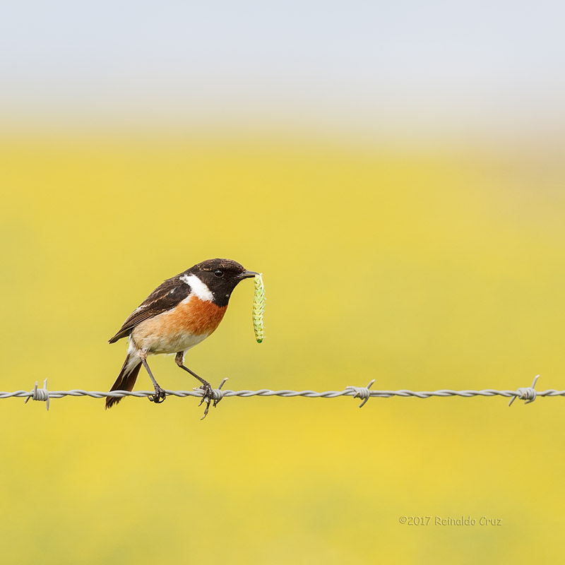 Cartaxo-comum  ---  Stonechat  ---  (Saxicola torquata)