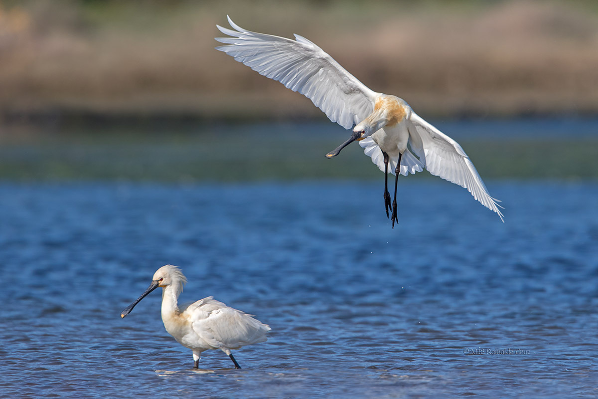 Colhereiro  ---  Spoonbill  ---  (Platalea leucorodia)