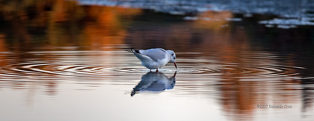 Guincho  ---  Black-headed Gull  ---  (Larus ridibundus)