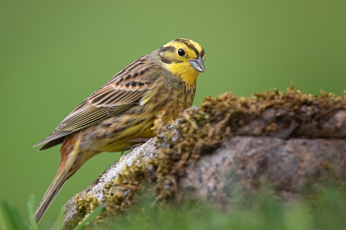 Escrevedeira-amarela --- Yellow Hammer --- (Emberiza citrinella)