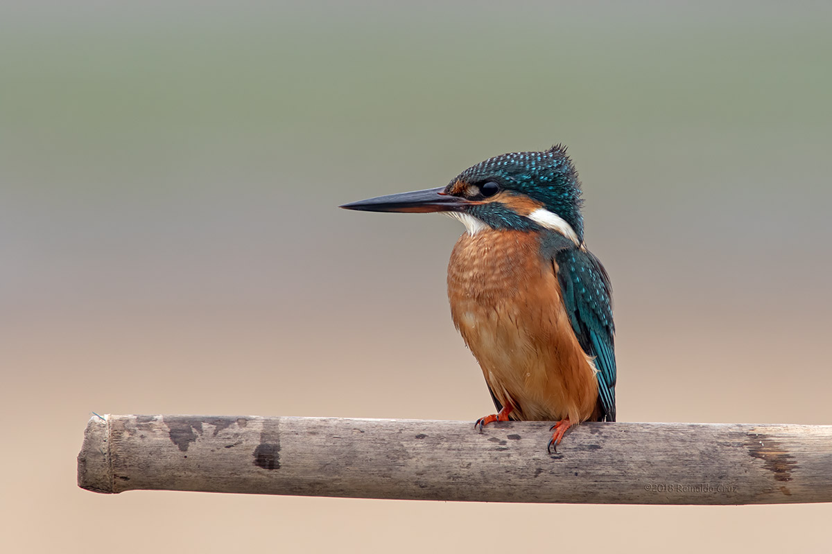 Guarda-rios  ---  Kingfisher  ---  (Alcedo atthis)7M_898921.jpg
