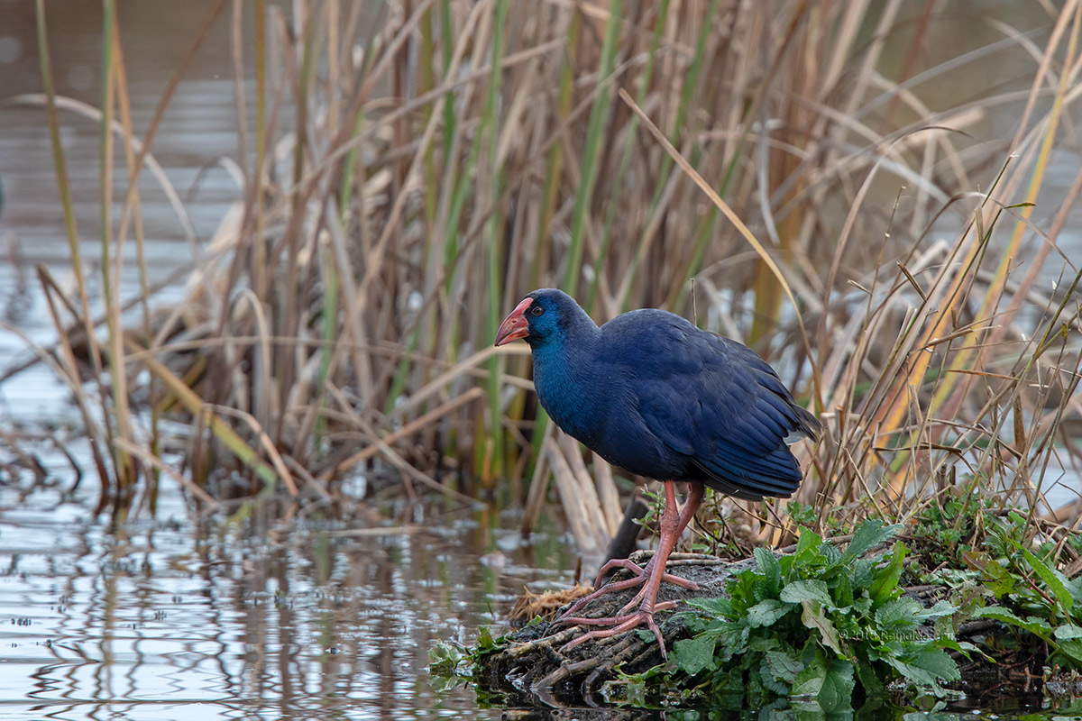 Camo  ---  Purple Gallinule  ---  (Porphyrio porphyrio)