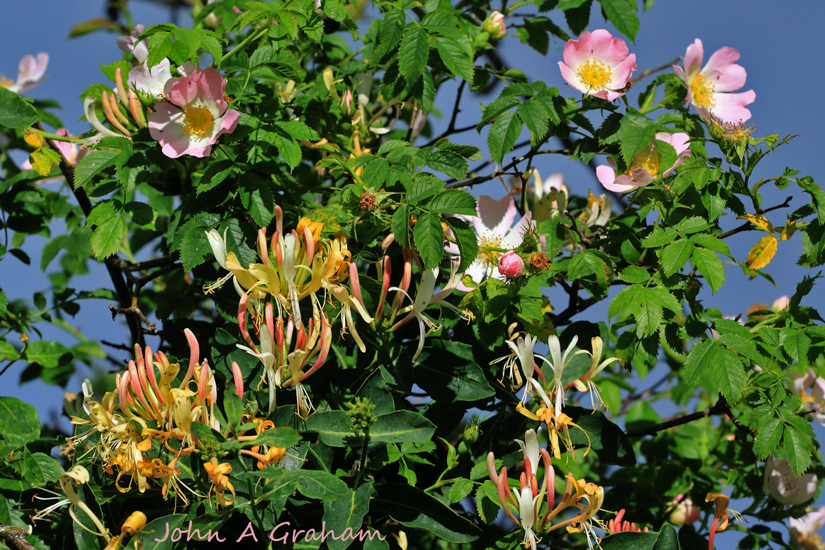 Rose and Honeysuckle