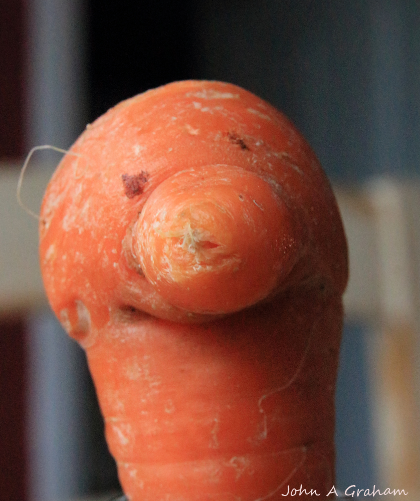 Happy Carrot