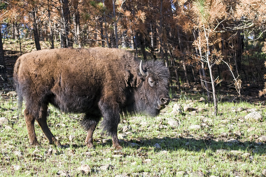 Bisin (Tatanka)