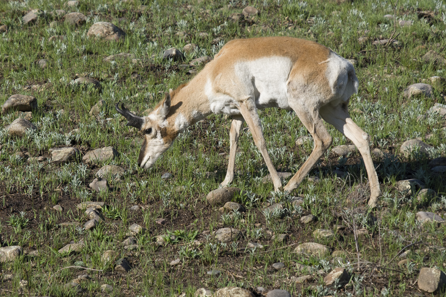 Pronghorn