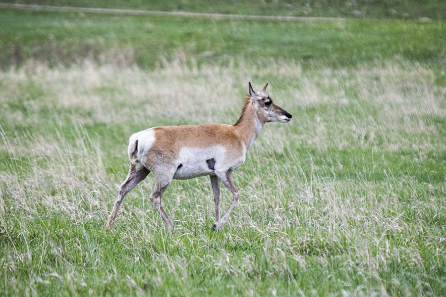 Pronghorn