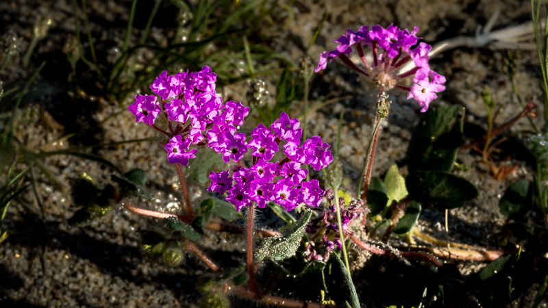 First Flowers