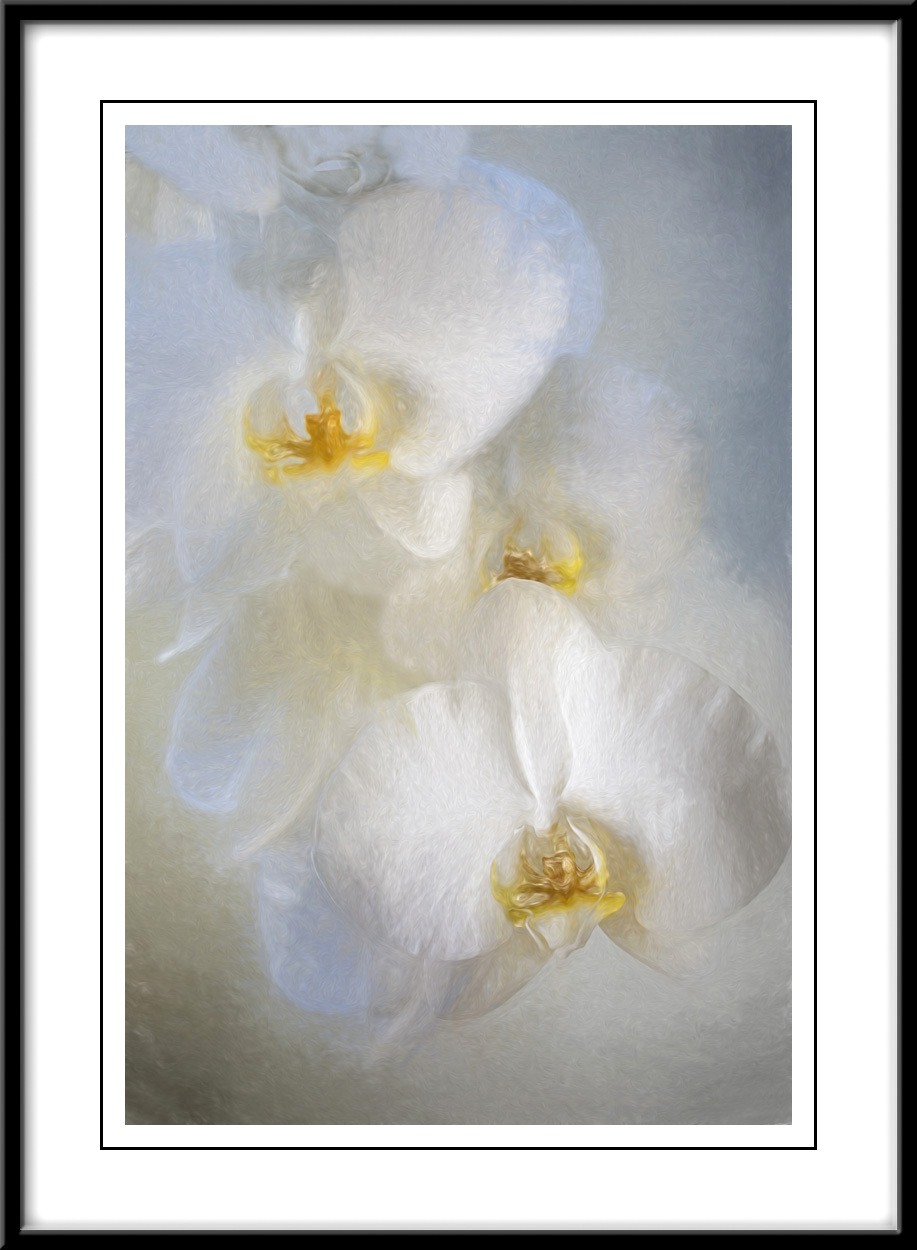 Orchids in white....