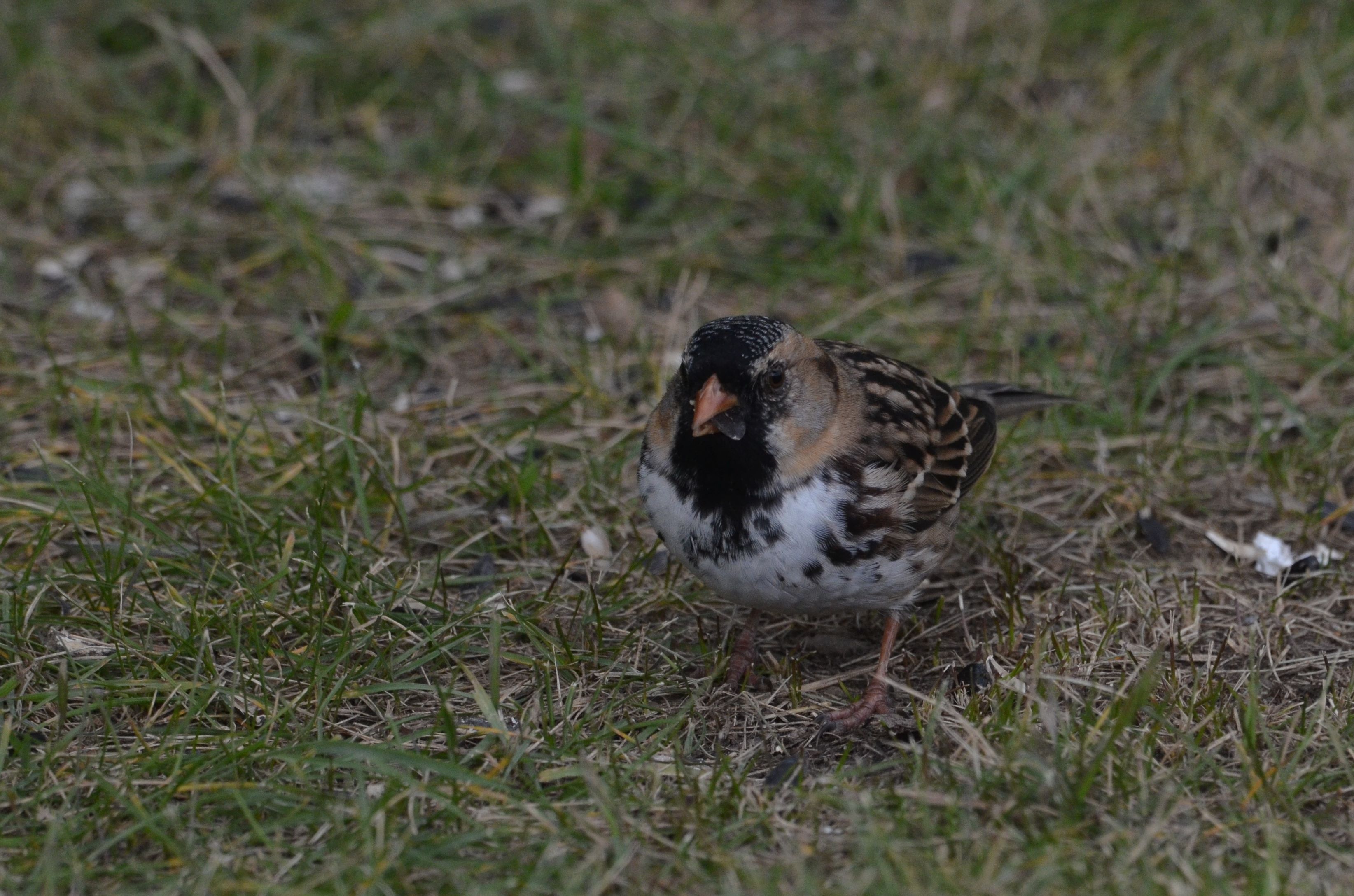 Harriss Sparrow.