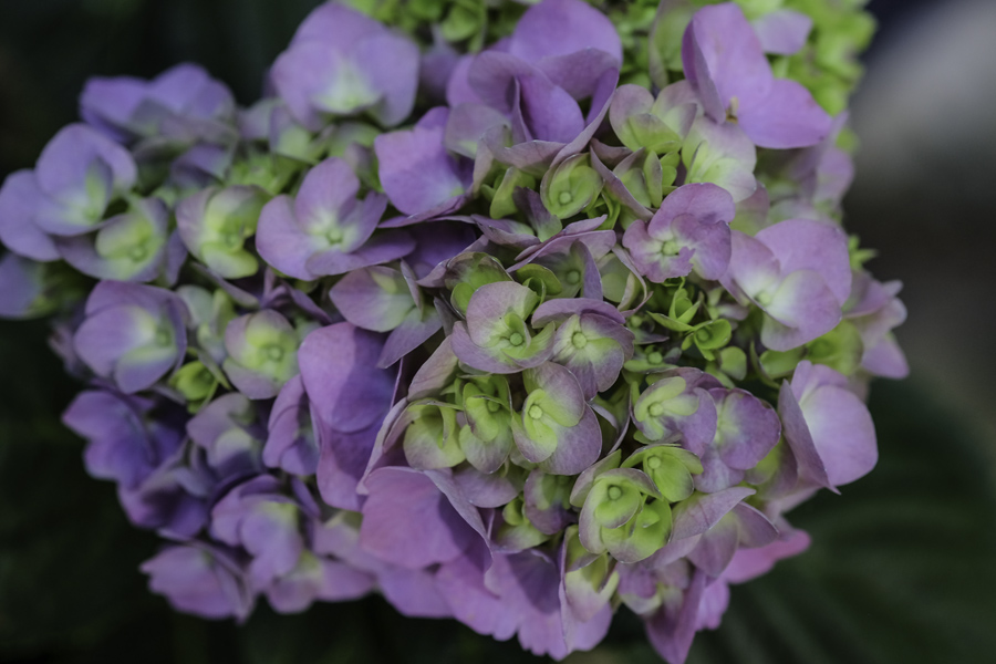 Hydrangea