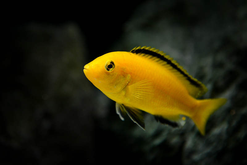 Yellow Lab Kakusa Cichlid