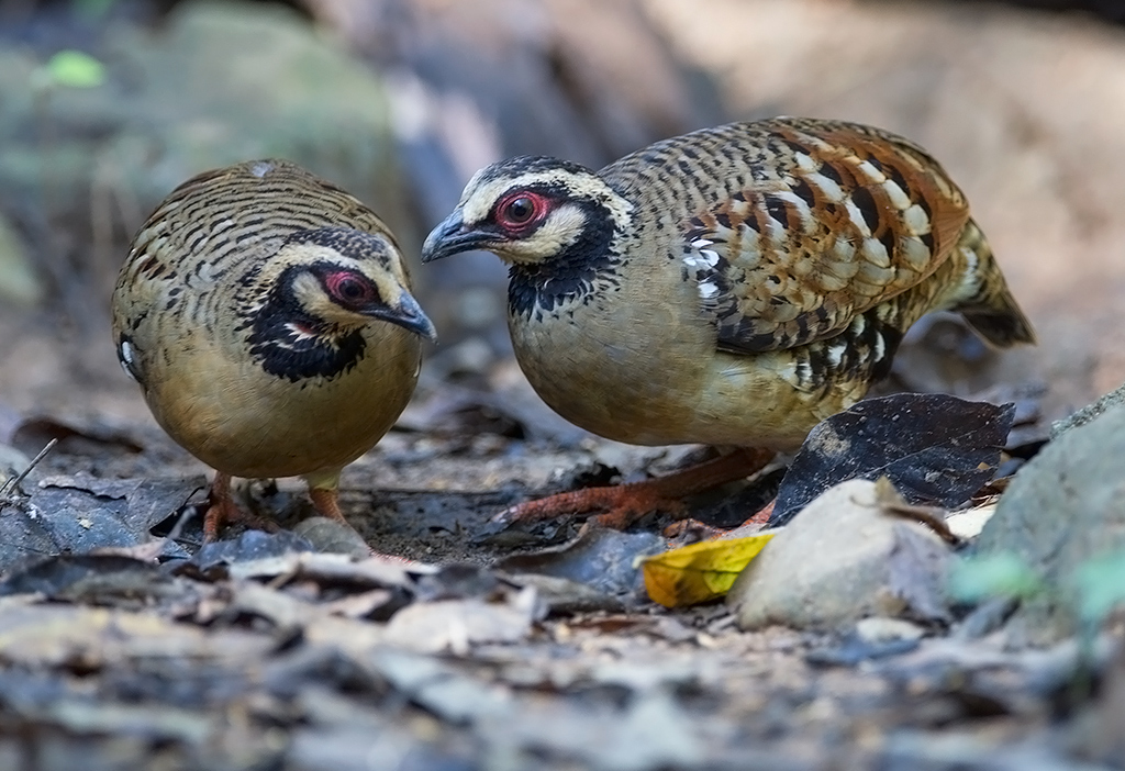 Bar-backed Partridge