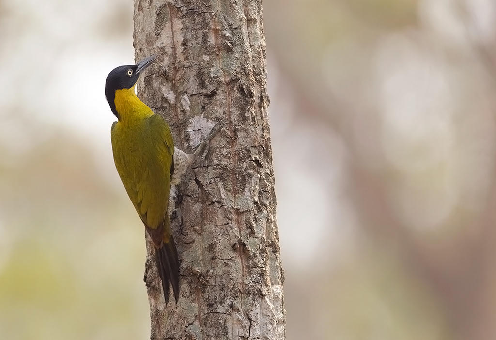 Black-headed Woodpecker