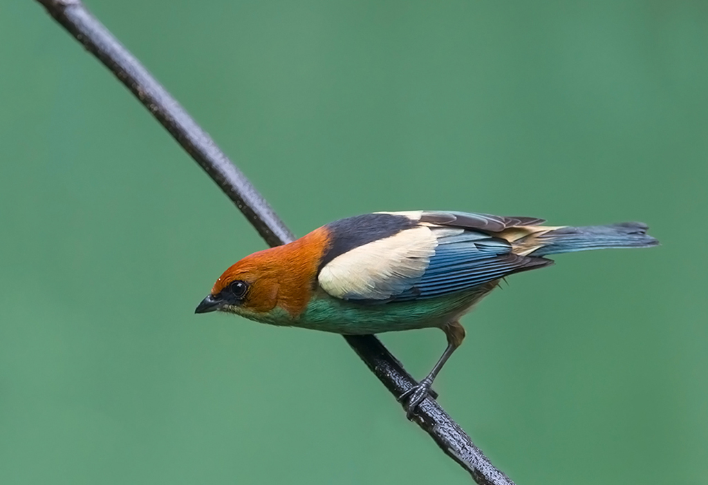 Black-backed Tanager
