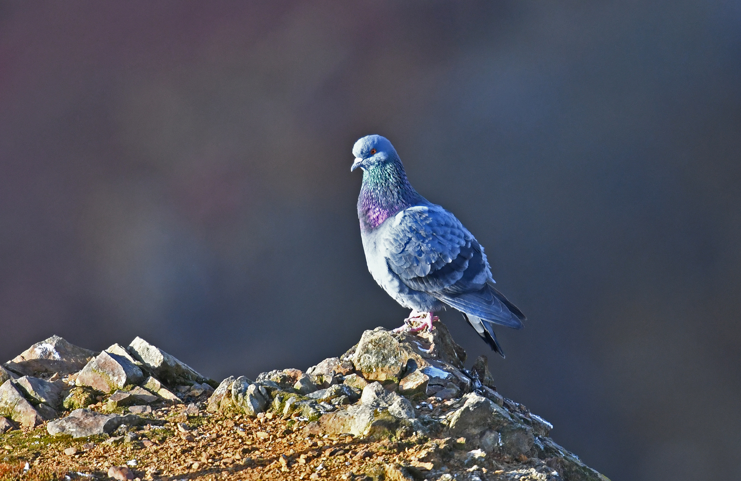 Feral pigeon