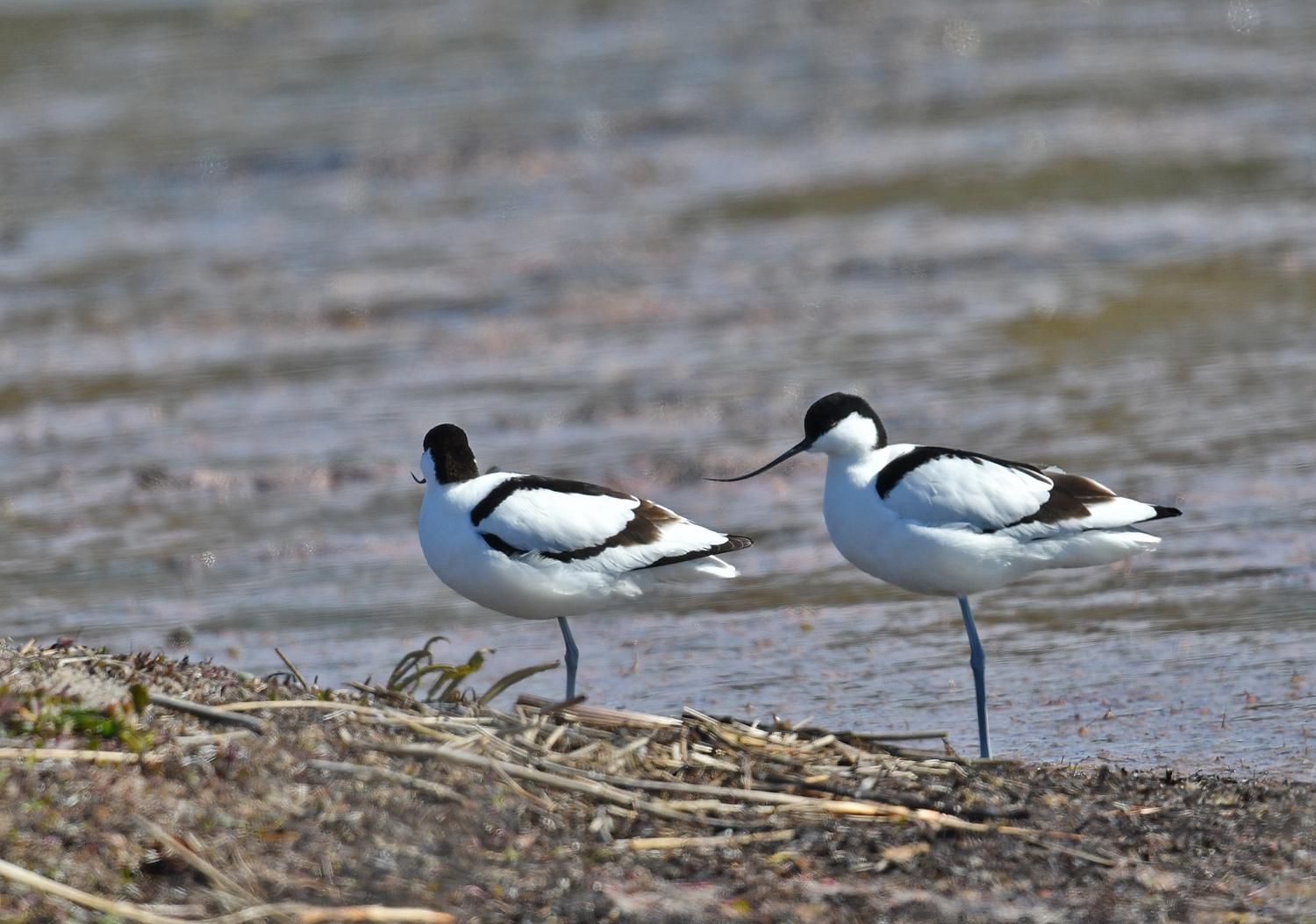 Pied avocet