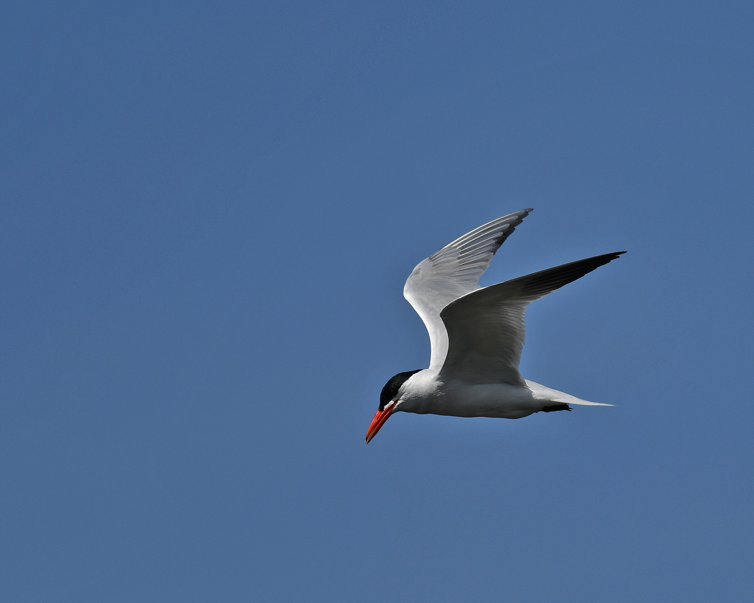 Caspian Tern