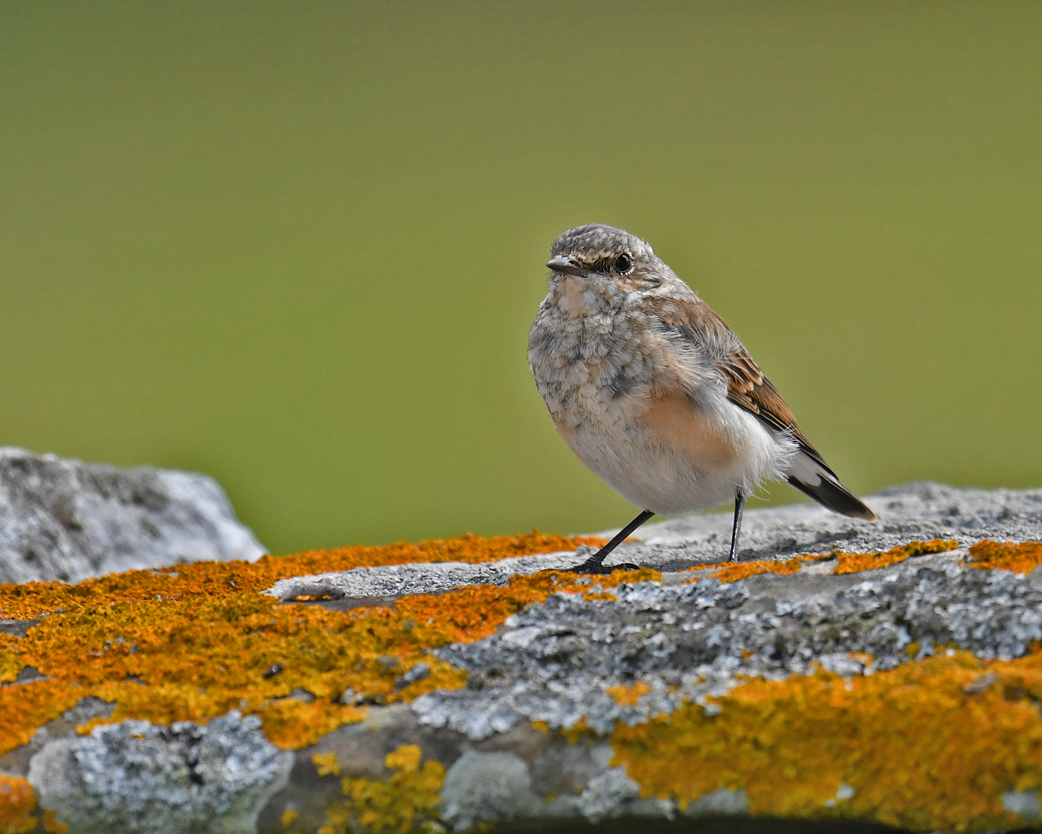 Northern Wheatear	