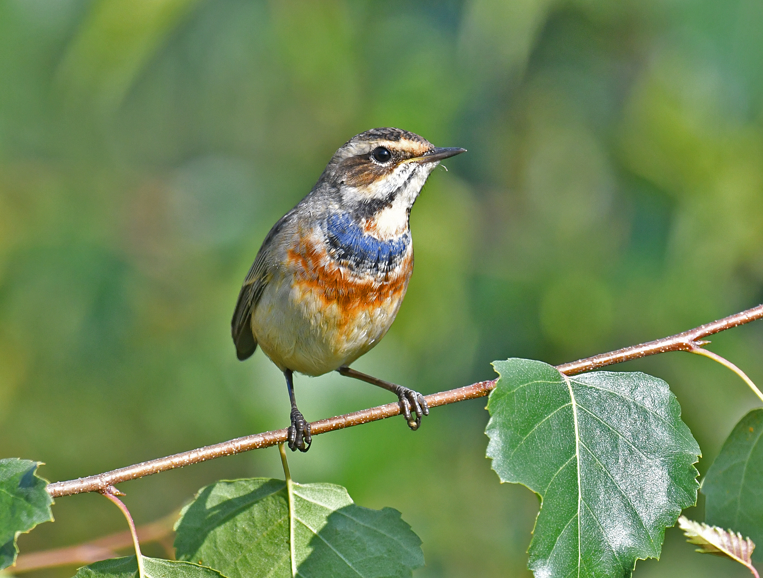 Bluethroat