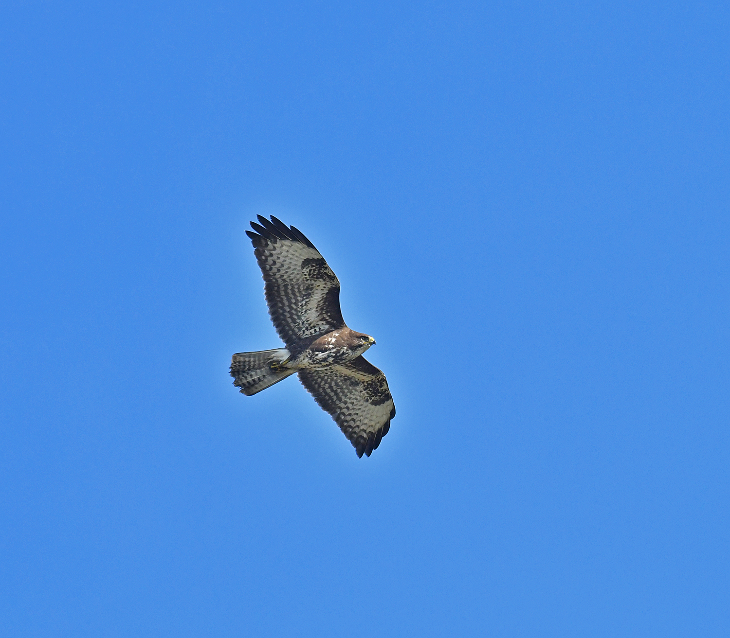 Common Buzzard