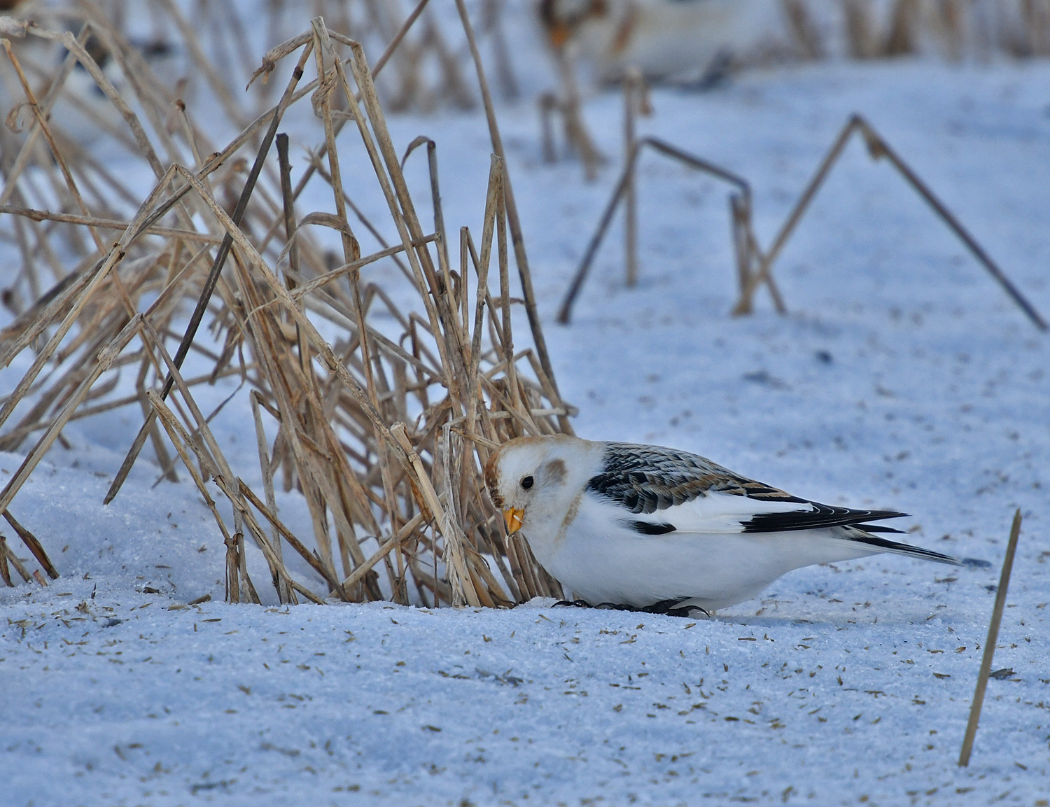 Snow Bunting