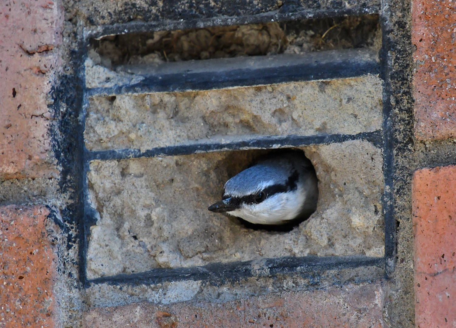 Eurasian Nuthatch