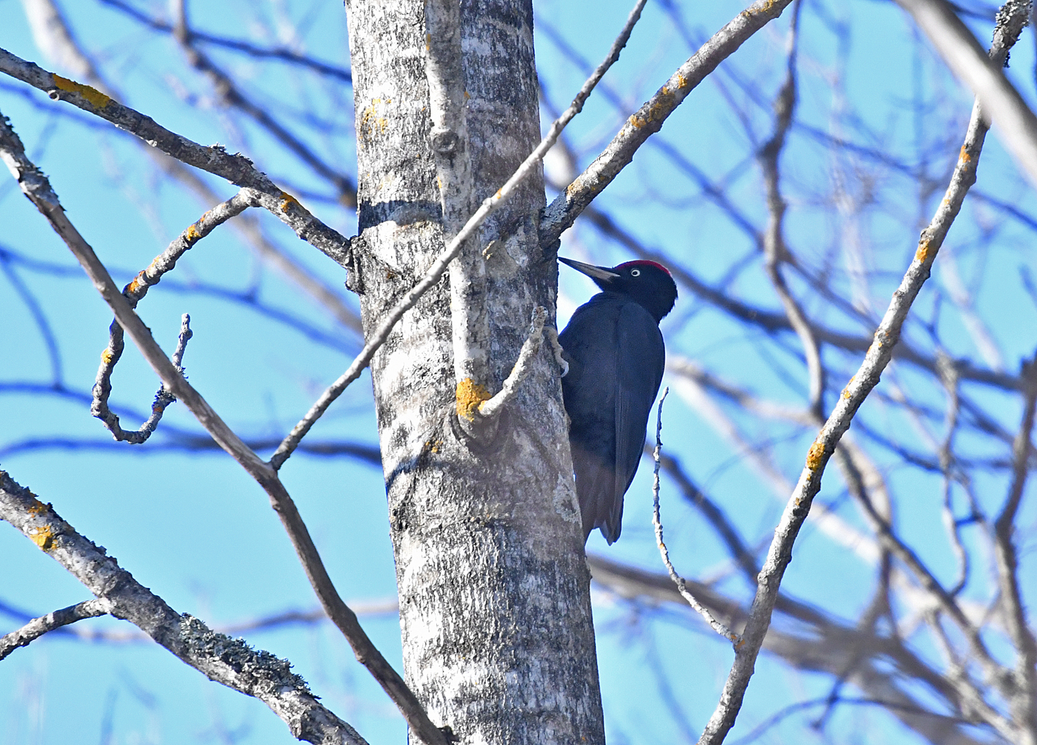 Black Woodpecker