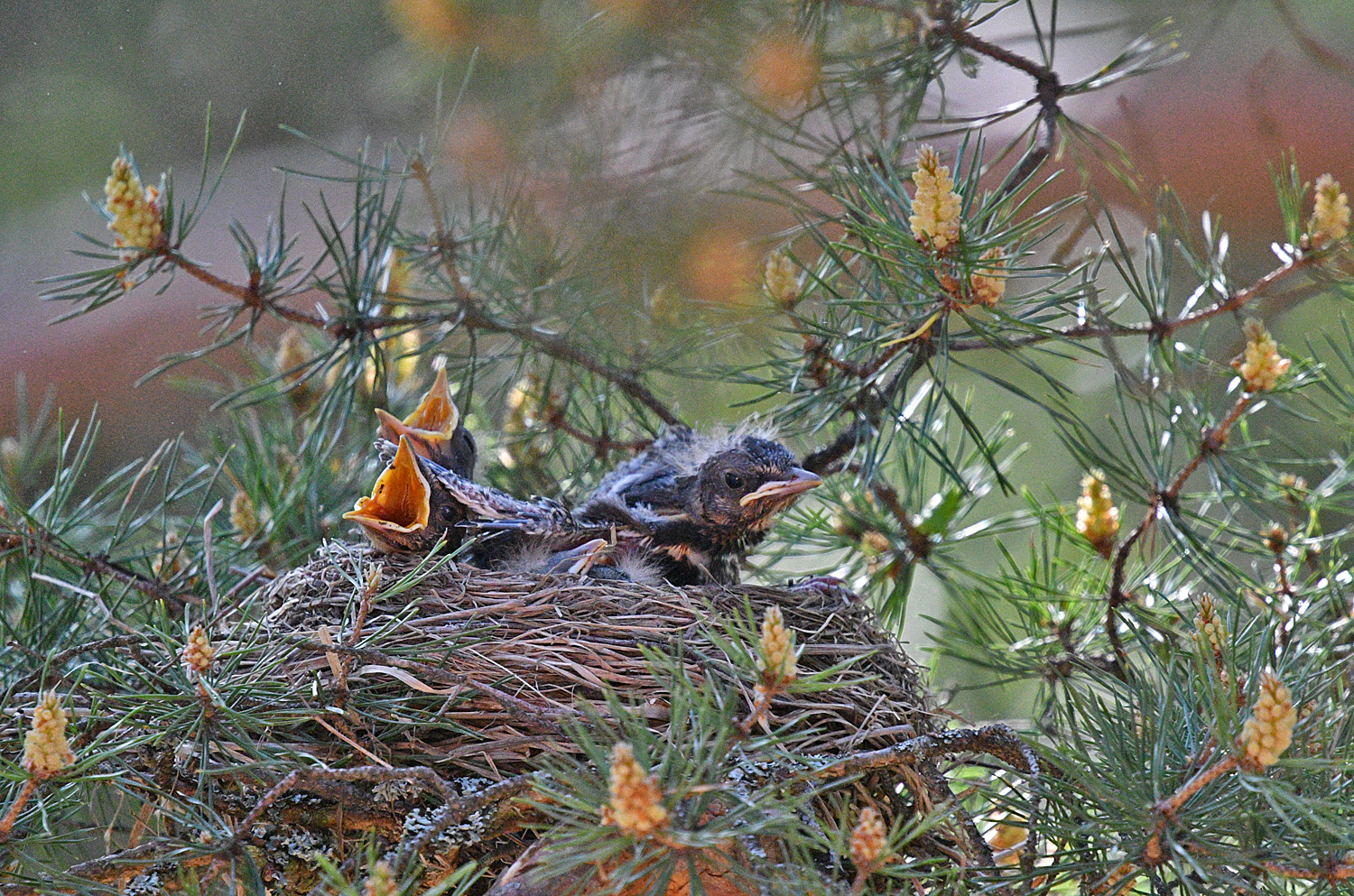 Fieldfare