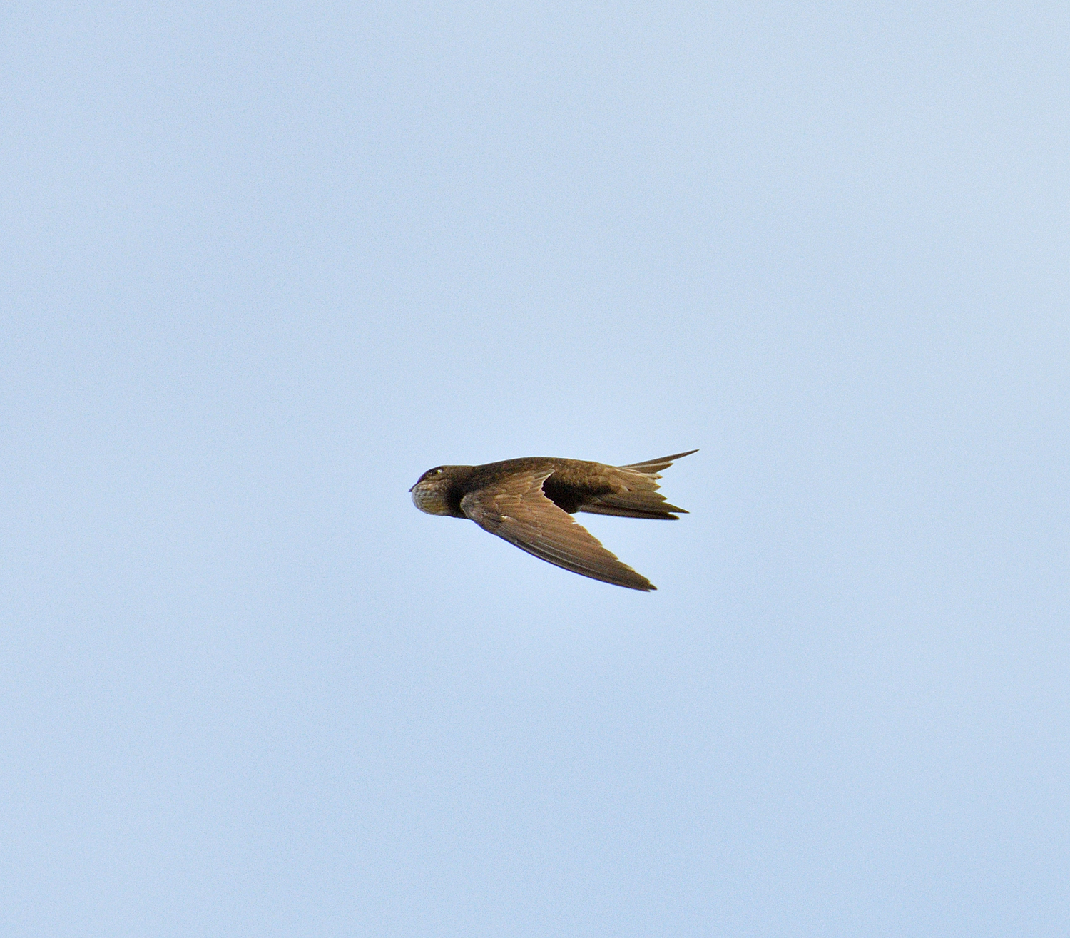 Common Swift