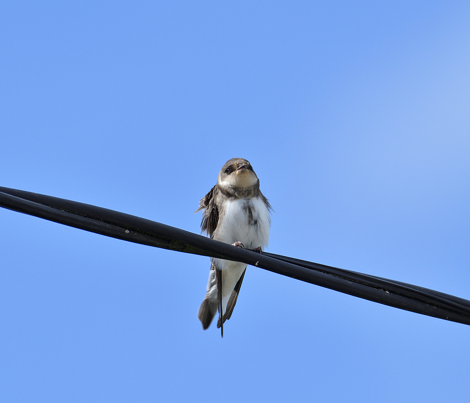 Sand Martin