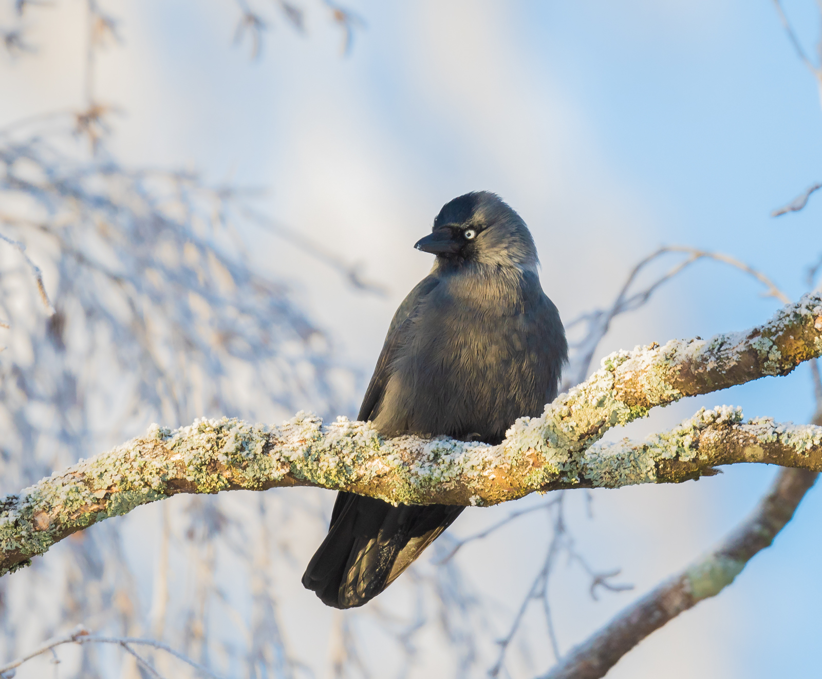 Western Jackdaw