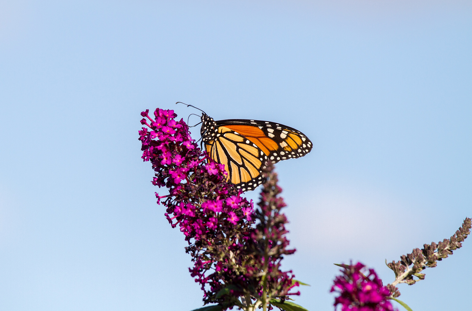 Monarch Atop Butterfly Bush  