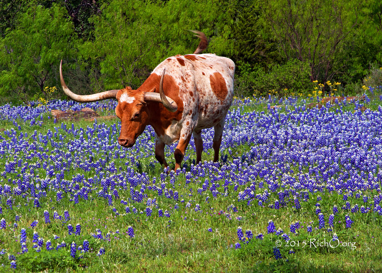 Bluebonnet Longhorn